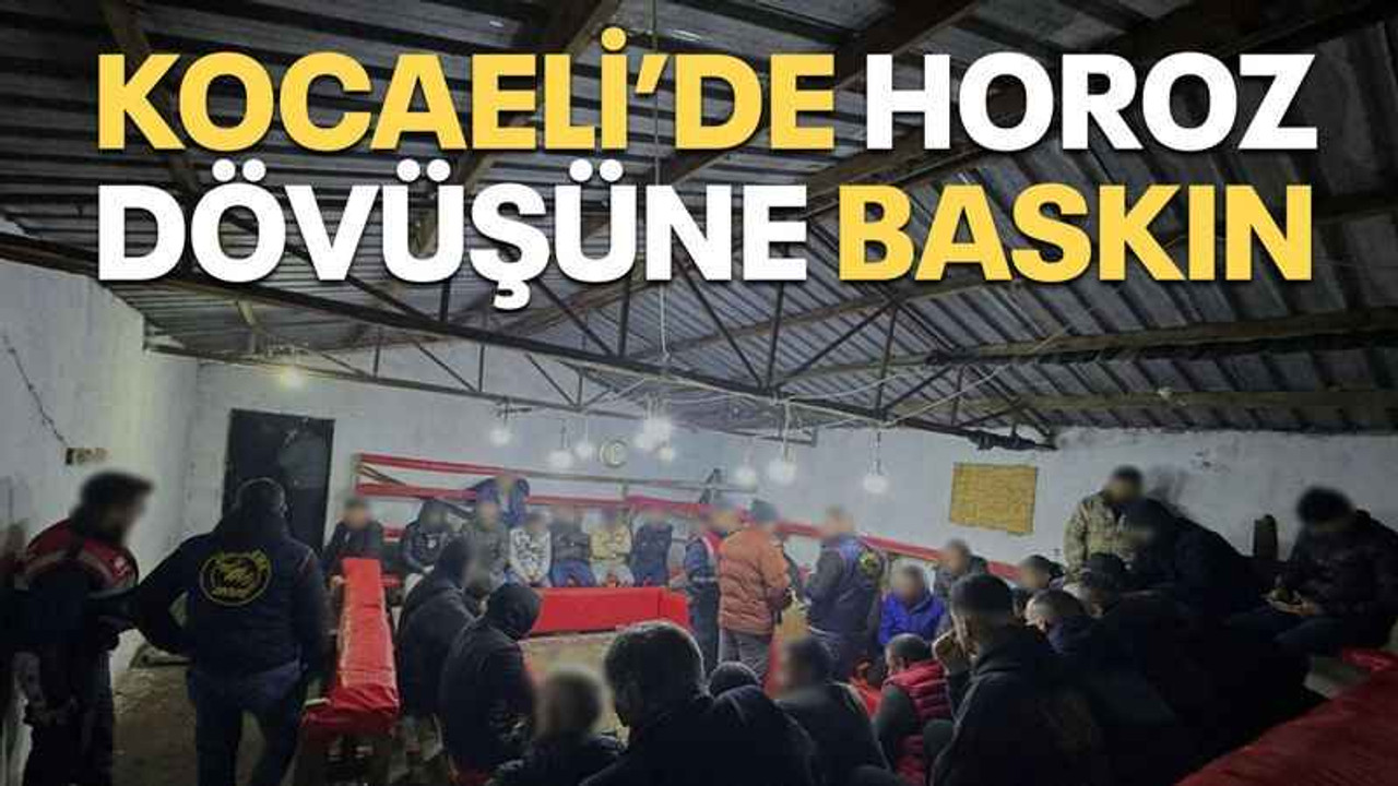 Kocaeli’de horoz dövüşüne baskın